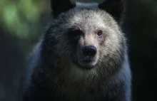 Polygon żąda umieszczenia Niedźwiedzia Wojtka w najnowszych Battlefieldzie