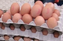 Afera jajeczna: W suszu znaleziono odłamki kości zwierząt