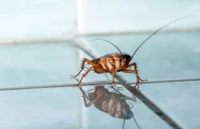 „Najbrudniejsze pieniądze świata” i namagnesowane karaluchy. Antynoble...