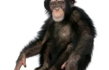 Myślenie o myśleniu nieobce szympansom