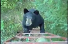 Jak Kanadyjczyk przestraszył niedźwiedzia