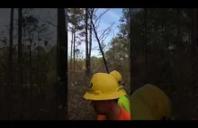 Martwe drzewa mogą być niebezpieczne