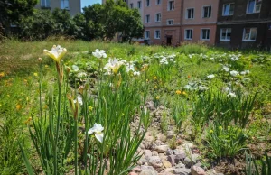 Gdańsk zakłada gruntowe ogrody deszczowe i parki retencyjne