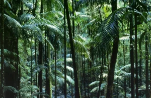 Piękny las tropkialny w Australii