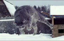 Fruwający kot, slowmotion i śnieg