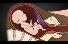Aborcja Chirurgiczna w 2 trymestrze ciąży na animacji.