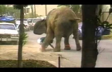 Tyke the Elephant - historyczny występ słonia, który skończył się tragicznie