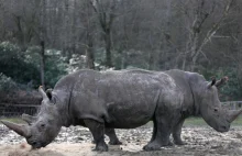 Zabito białego nosorożca w zoo we Francji.