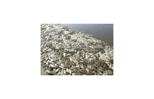 Ponad 100 ton martwych ryb w Brazylii