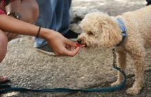 FDA ostrzega: ksylitol może zabić Twojego psa