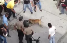 Wściekła bestia na ulicach Peru!