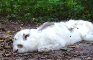 Wyjątkowo okrutna śmierć królika