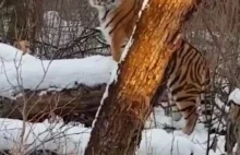 W Rosji tygrys przy spotkaniu z ludźmi udawał drzewo
