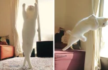 Kot tańczący ballet