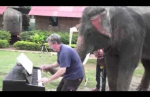 Słonie i pianino
