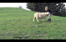100% Nowej Zelandii: Owca grająca w rugby