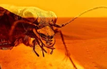 Amerykański profesor twierdzi, że 'owady' żyły i wciąż żyją na Marsie