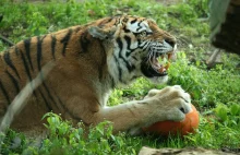 Atak sebiksów w poznańskim zoo