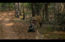 Robot vs. Tiger