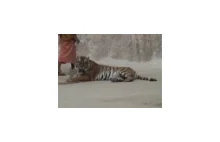 Niebezpieczne tygrysy na wyciągnięcie ręki