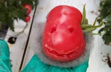 Co jest nie tak z pomidorami?