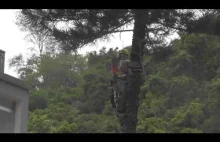 Wypadek podczas ścinania drzewa w Hong Kongu i ogromne szczęście arborysty