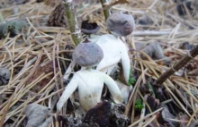 W Anglii odkryto gatunek grzyba, który wyglądem przypomina małego ludzika