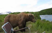 Niedźwiedzie też lubią ładne widoki