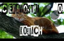 Ciekawostki o kotach