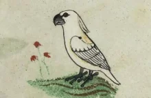Rysunek kakadu w XIII-wiecznym manuskrypcie. Naukowcy pytają, jak ptak...