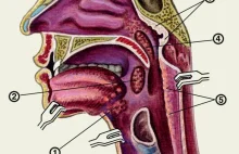 10 anatomicznych niedoróbek, w które wyposażyła nas ewolucja