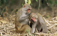 Wstawili makakom gen neurorozwojowy i widzą rozwój mózgu przypominający ludzki