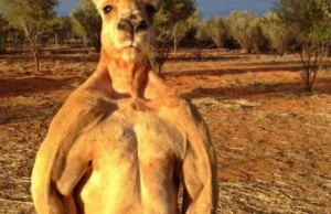 Australia's famously buff Kangaroo, Roger, dies aged 12