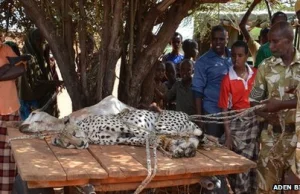 Czterech Kenijczyków dogoniło dwa gepardy, dokonali tego na dystansie 6,5 km.