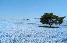Park w Japonii, który wiosną zmienia się w niebieskie morze kwiatów