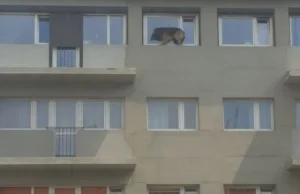 Pies na parapecie, na szóstym piętrze. "Trząsł się ze strachu"