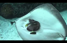 Płaszczka próbuje dobrać się do ryby w oceanarium