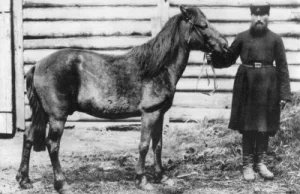 Tarpan - wymarły dziki koń. Do początku XIX wieku występował również w Polsce.
