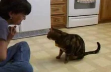 Kot robi psie sztuczki