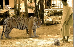 Tygrys czyli najwspanialszy drapieżnik świata