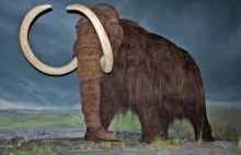 Czy mamuty znów zaczną stąpać po Ziemi? Naukowcy z Korei i Rosji już nad...