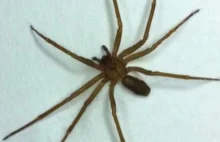Alarm na Francuskiej Riwierze! Jadowite pająki