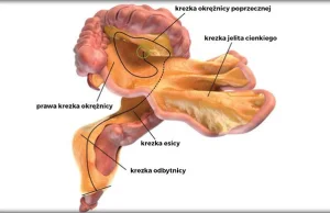 Mamy nowy narząd. Trzeba zaktualizować podręczniki do anatomii