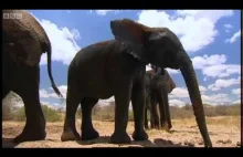 [BBC] Dzienniki słoni
