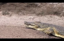 Zwierzęta, które mają niesamowity refleks i pechowy krokodyl.
