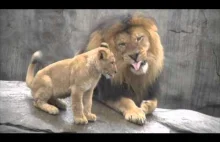 Lwiątka spotykają tatę