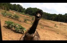 Terroryzujące EMU