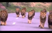 Stado lwów chodzące po drodze