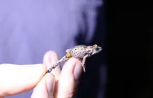 W Australii odkryto nowy gatunek żaby