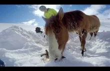 Na ratunek koniowi, który utknął w śniegu...